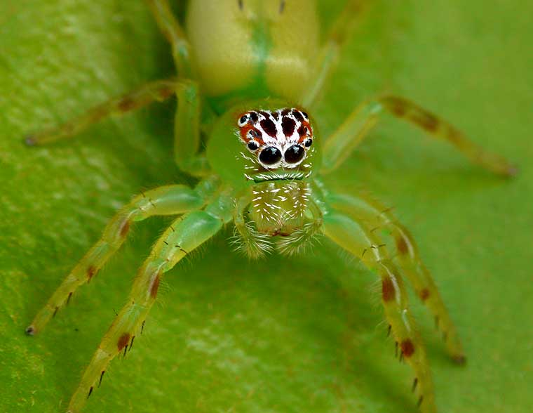 Mopsus mormon Northern Green Jumping Spider