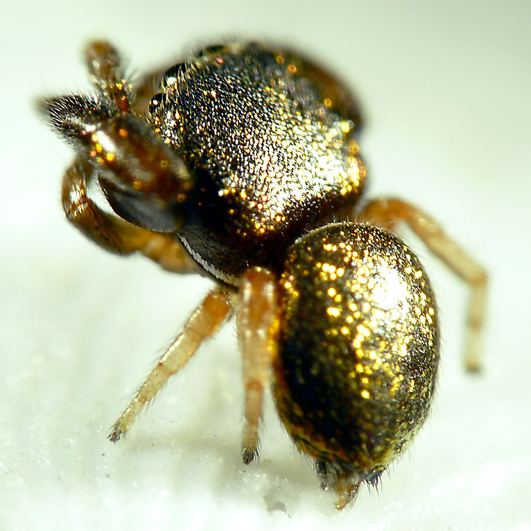 Simaethula sp. 