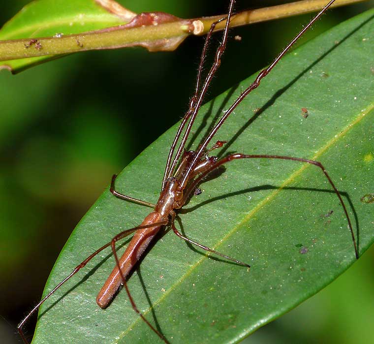 Tetragnatha