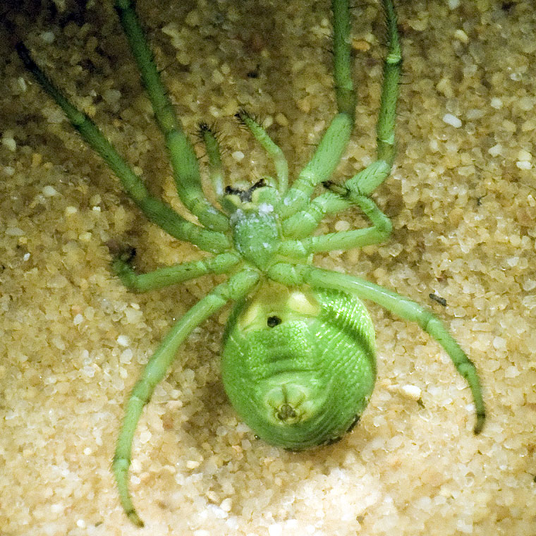 Araneus praesignis