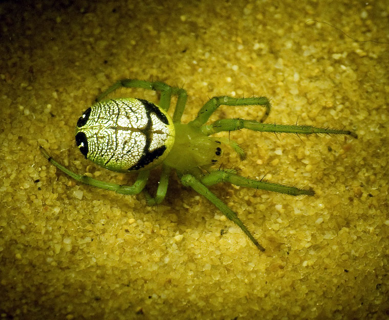 Araneus praesignis