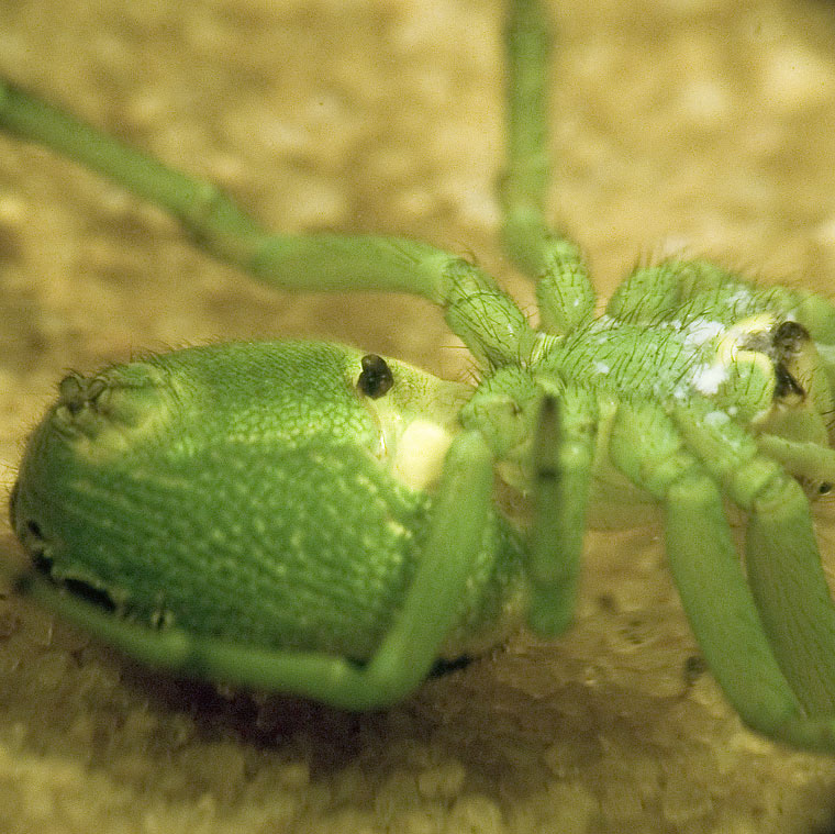 Araneus praesignis