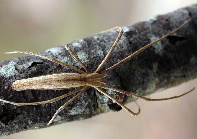 Deinopis subrufa