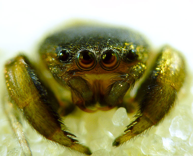 Simaethula sp. Adult male freshly moulted