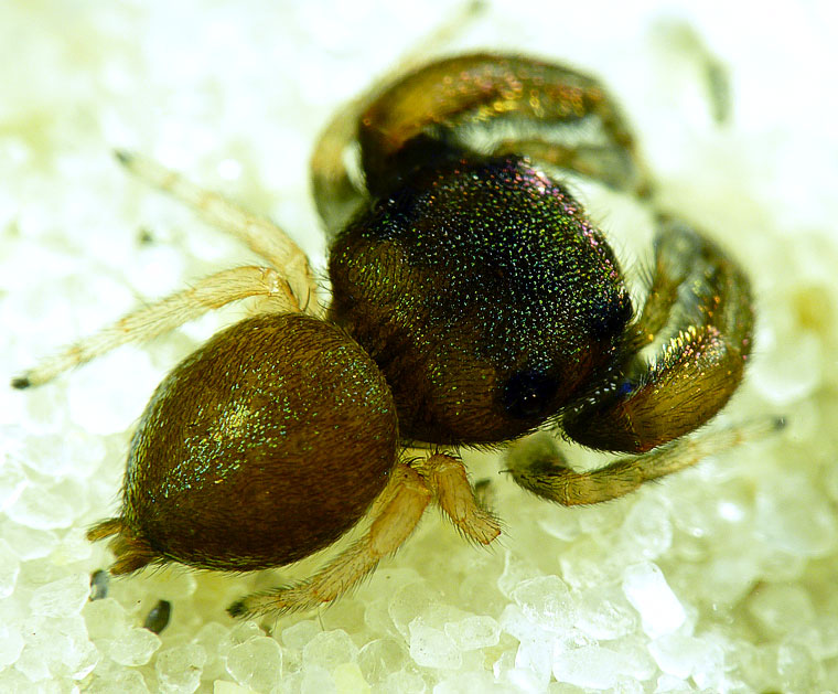 Simaethula sp. Adult male freshly moulted