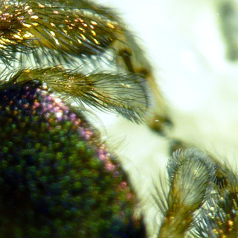 Simaethula sp. Adult male freshly moulted