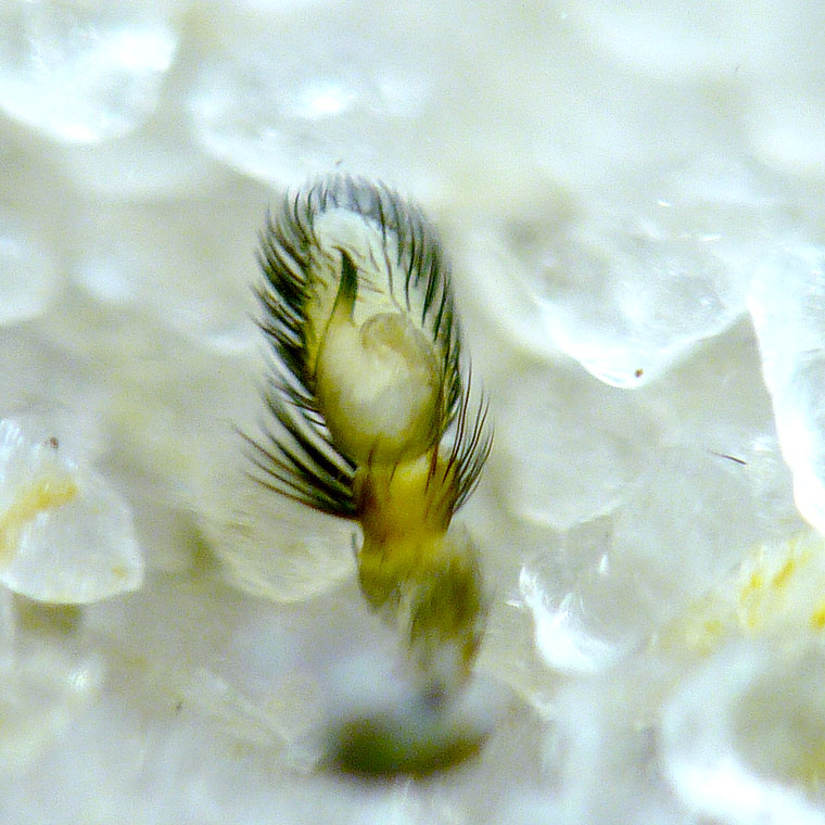 Simaethula sp. Adult male freshly moulted