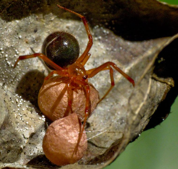 Parasteatoda decorata