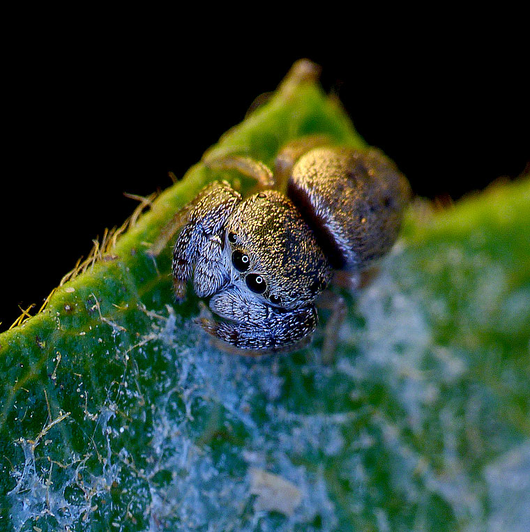 Simaethula sp. subadult male