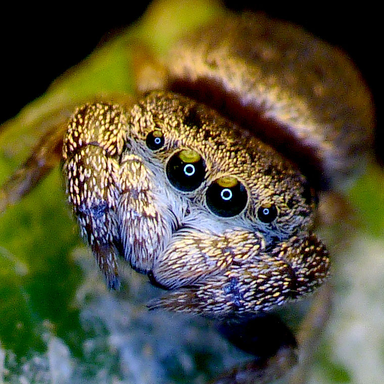 Simaethula sp. subadult male