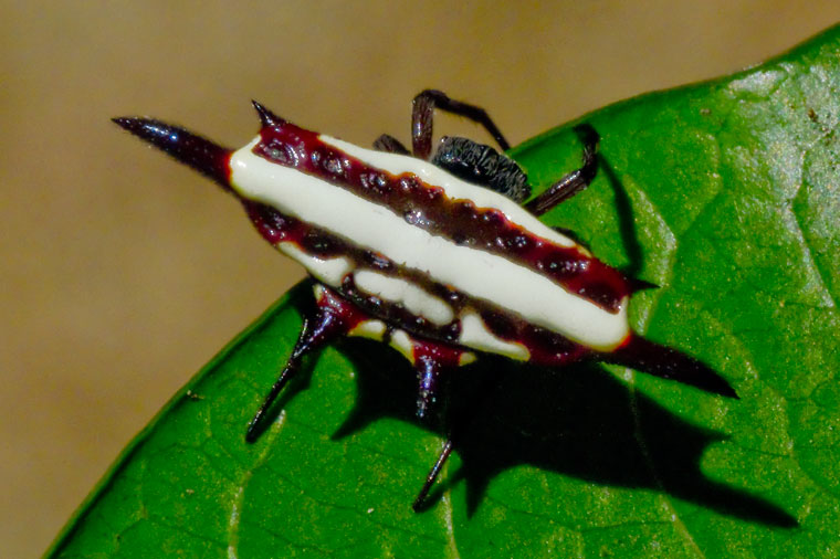 Gasteracantha fornicata