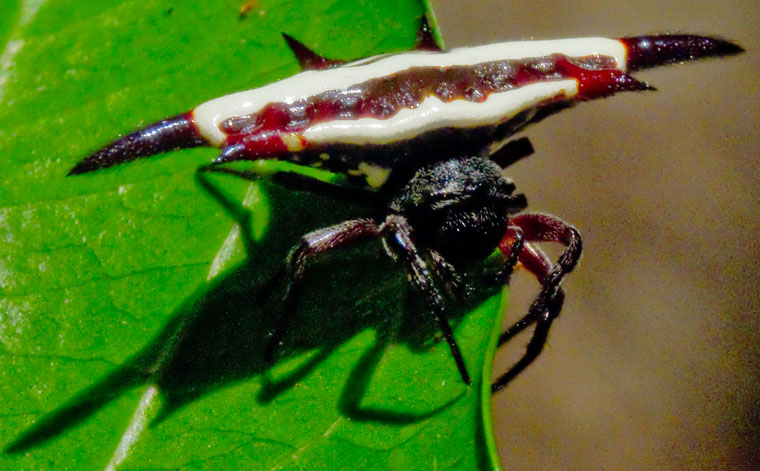 Gasteracantha fornicata