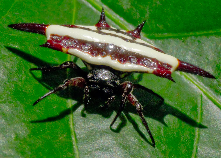 Gasteracantha fornicata