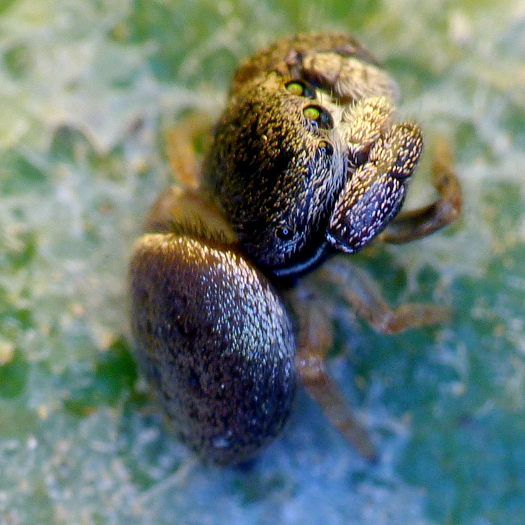 Simaethula sp. subadult male