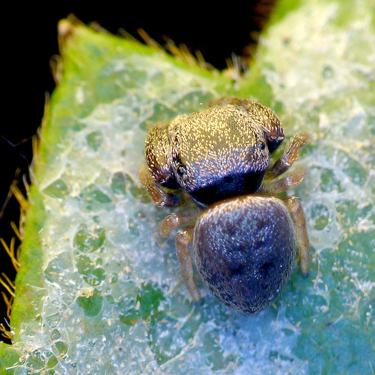 Simaethula sp. subadult male