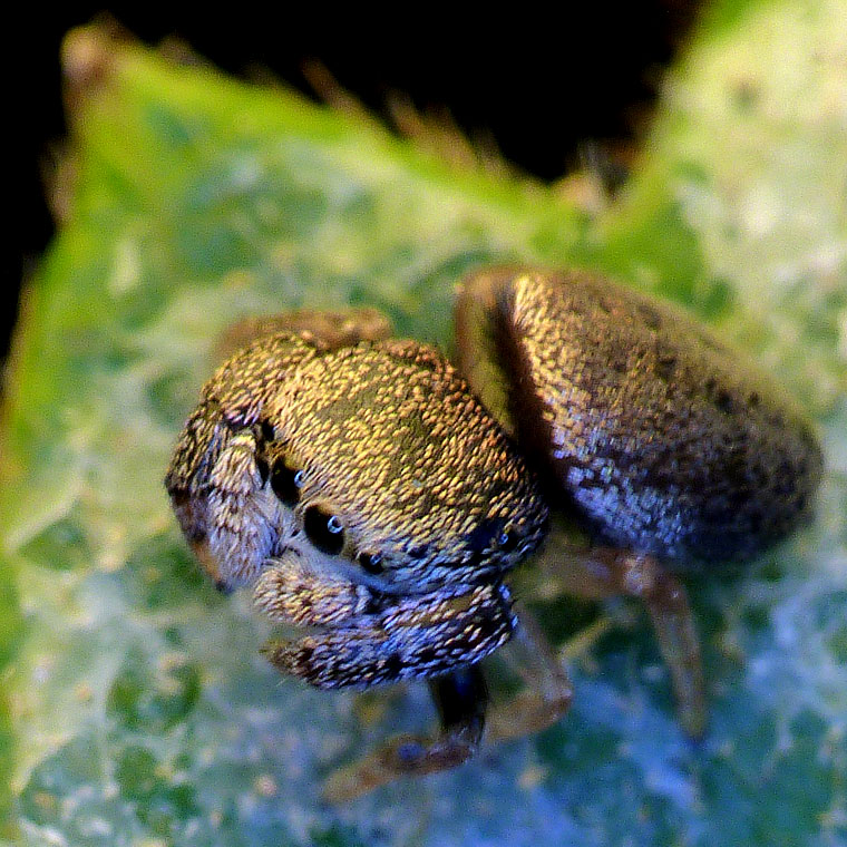 Simaethula sp. subadult male