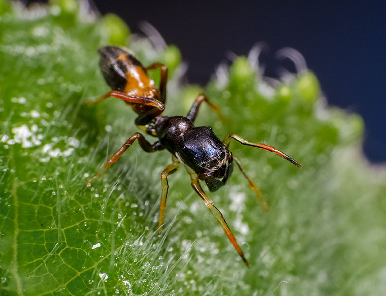 Salticidae Myrmarachne bicolor