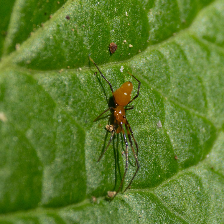 Argyrodes miniaceus 