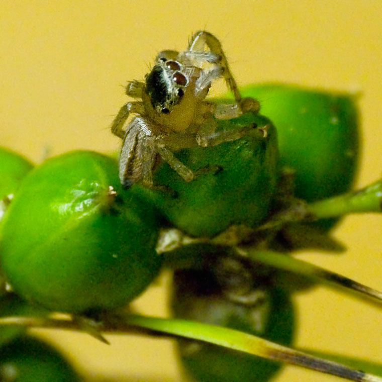 Lycidas egg sac in Lomandra fruit