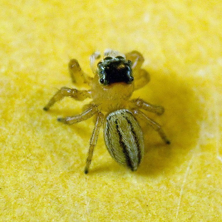 Lycidas egg sac in Lomandra fruit