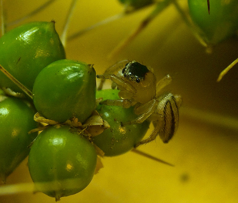 Lycidas on Lomandra