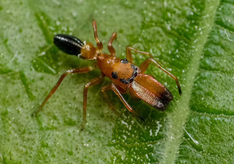 Salticidae Myrmarachne bicolor