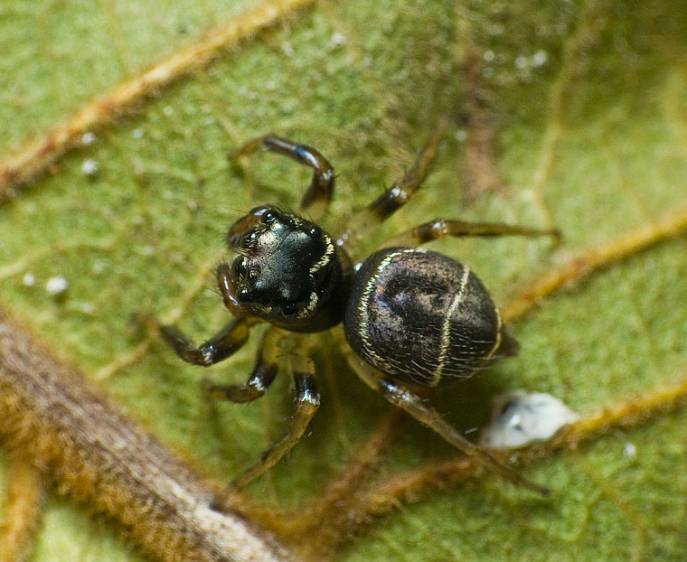 Zenodorus durvillei