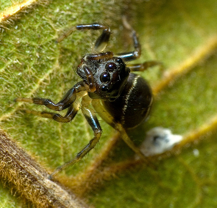 Zenodorus durvillei