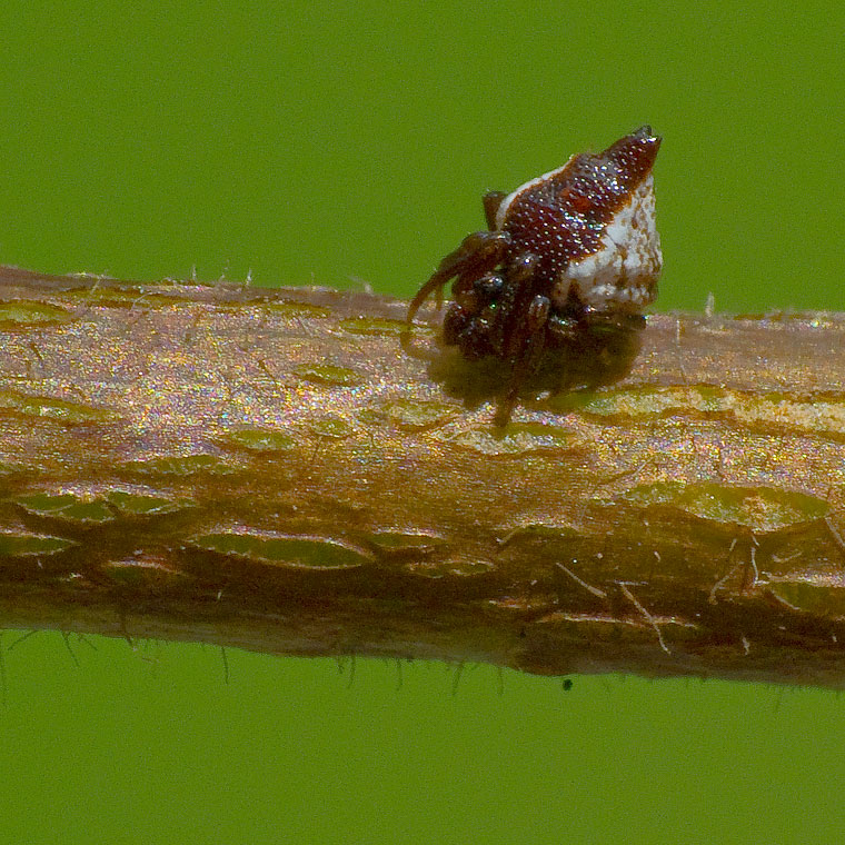 Phoroncidia sextuberculata male