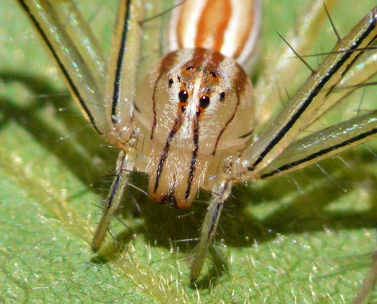 Oxyopes