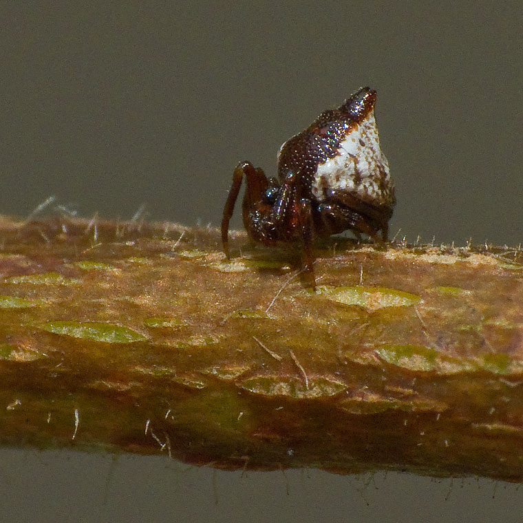 Phoroncidia sextuberculata male