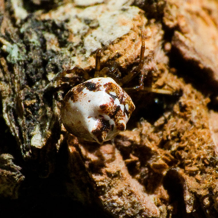 Phoroncidia sextuberculata pink form