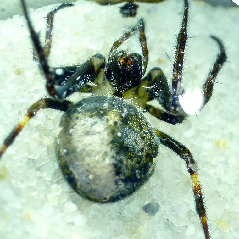 Araneus poltyoides