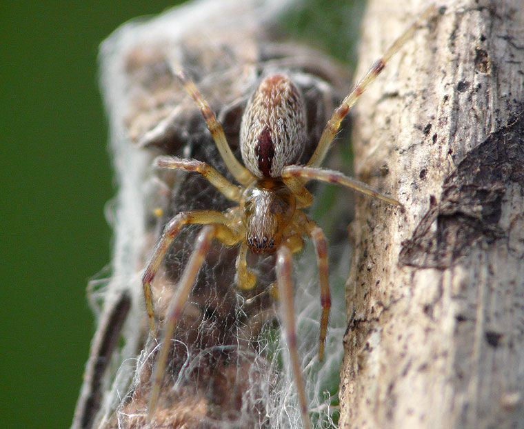 Spider > Desidae > Badumna longinqua male ? in tangled messy web on Aphananthe philippensis Rough Leaved Elm Bunyobi body length about 4-5mm