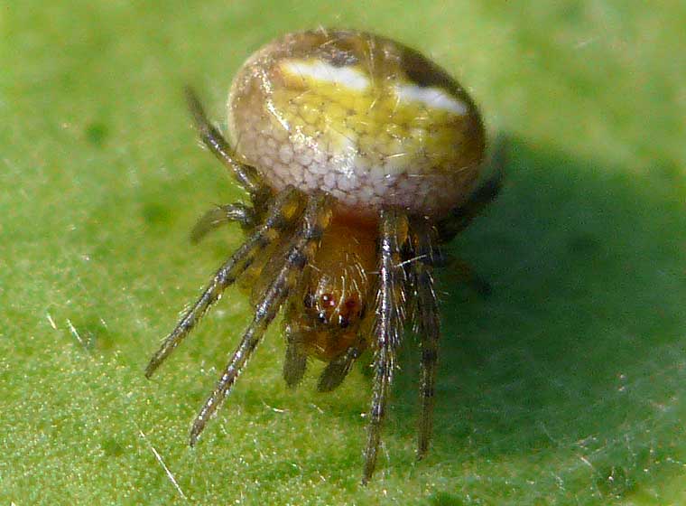 Araneus albotriangulus