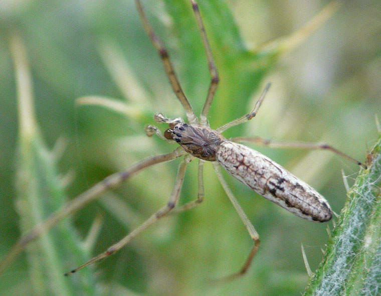 Tetragnatha