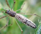 Tetragnathidae