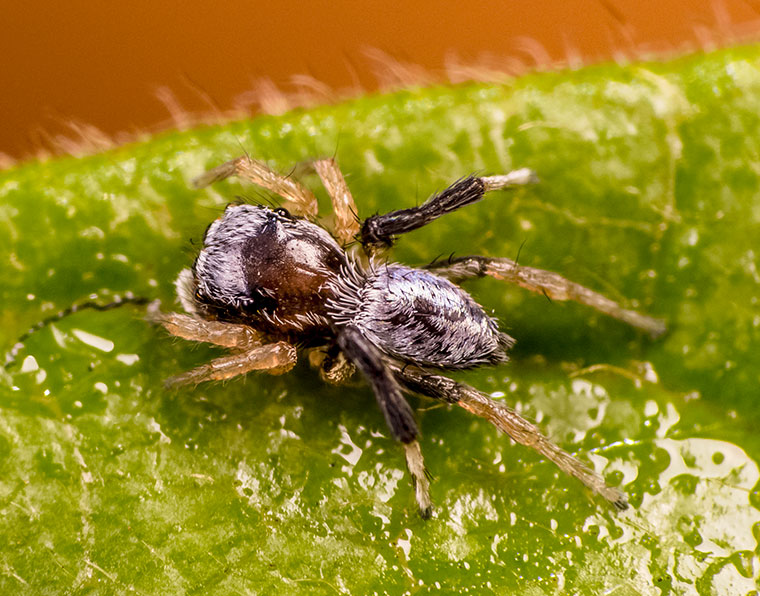 Maratus Bluey