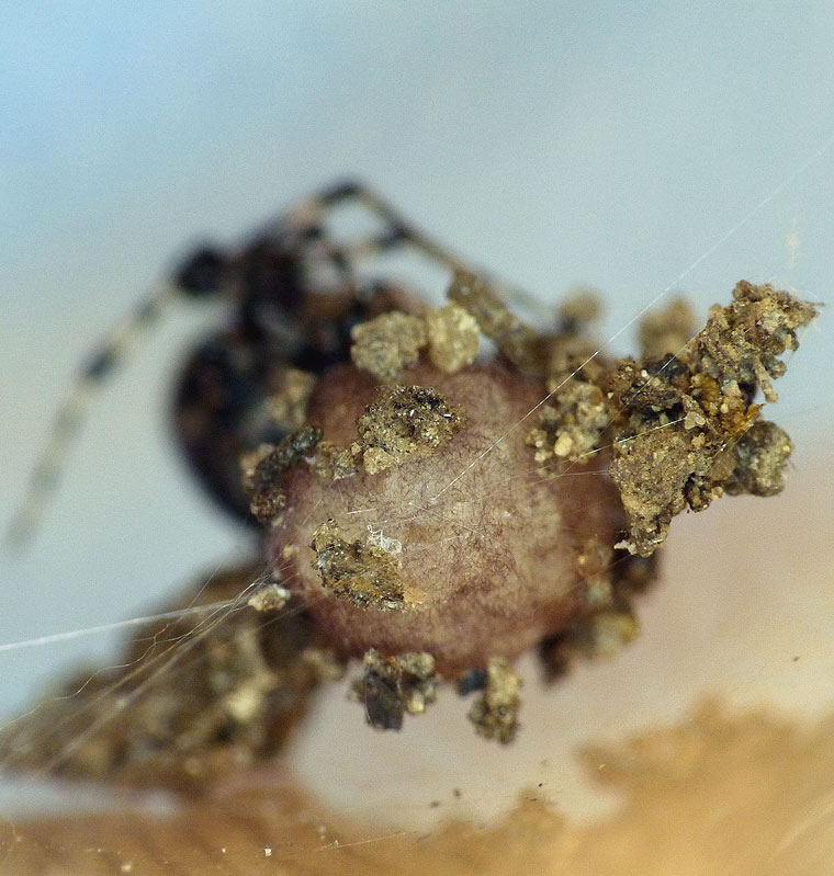 Achaearanea sp
