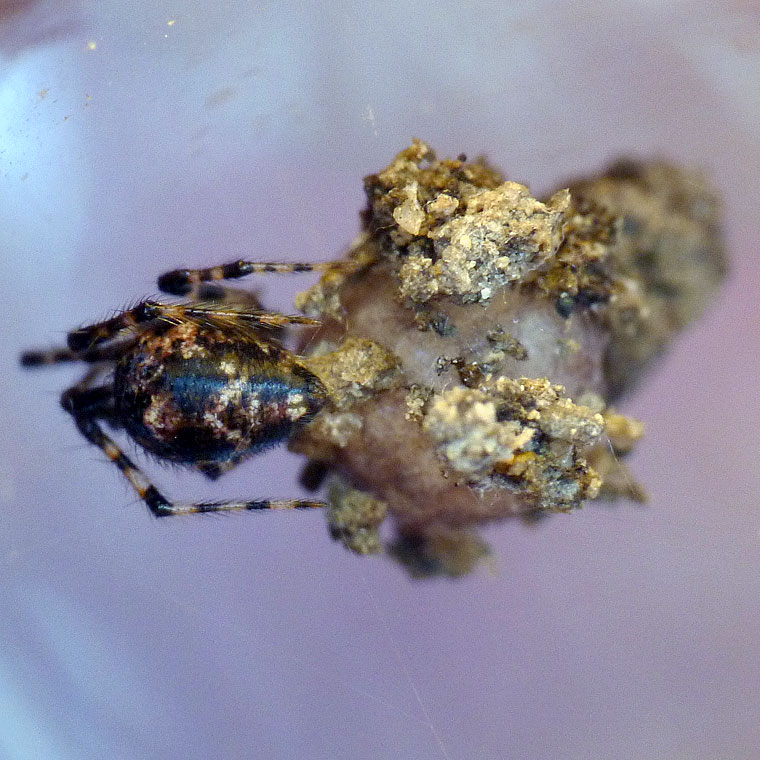 Achaearanea sp