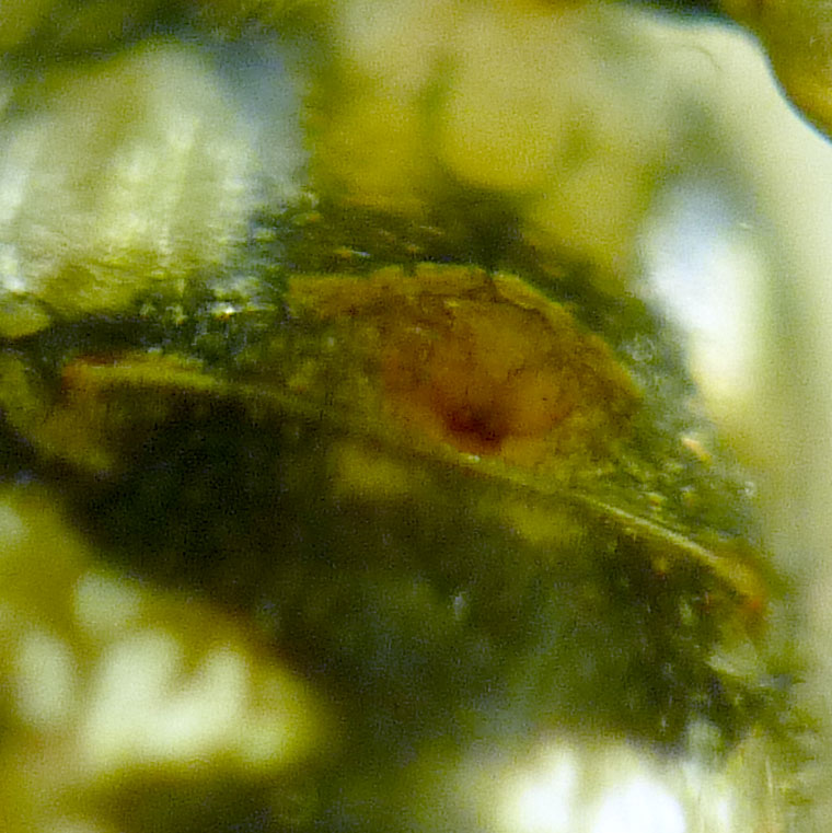 Achaearanea sp