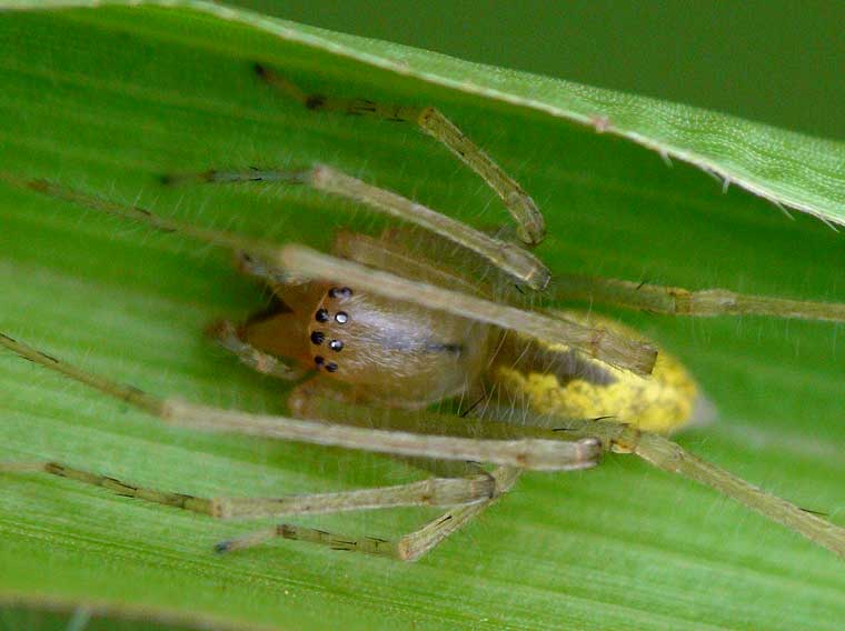 Cheiracanthium gracile