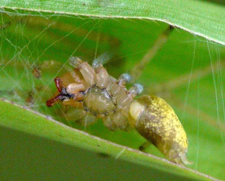 Cheiracanthium gracile