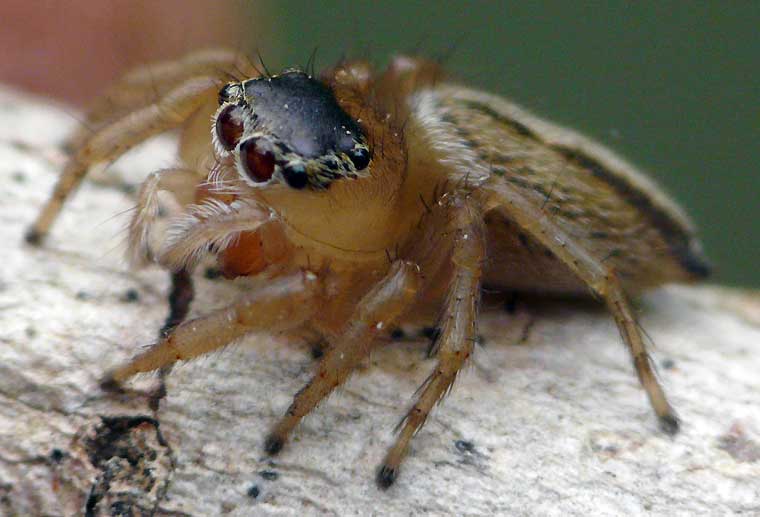 Lycidas scutula