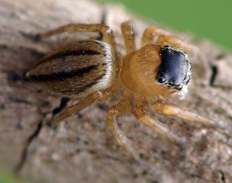 Lycidas scutula