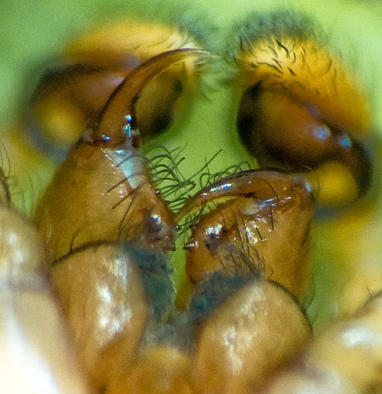 Damoetas sp.