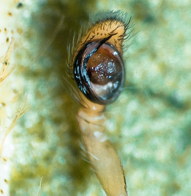 Damoetas sp.