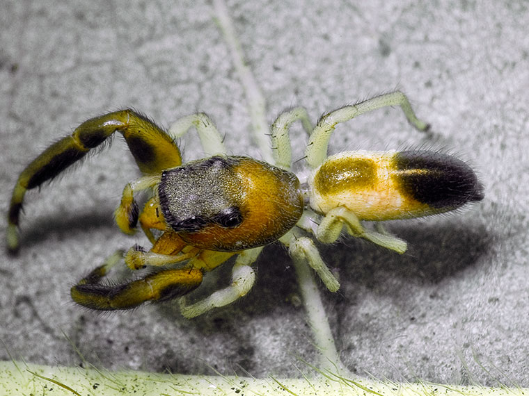 Damoetas sp.