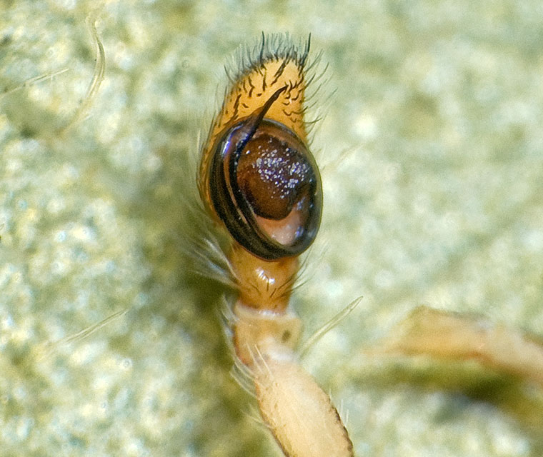 Damoetas sp.