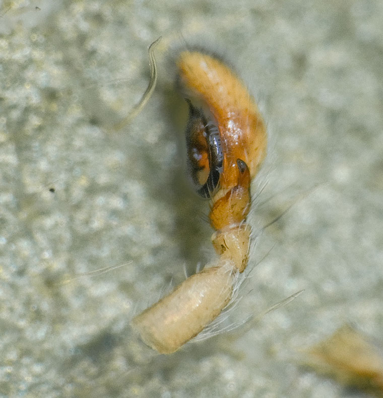 Damoetas sp.